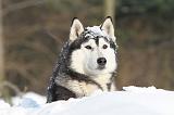 SIBERIAN HUSKY 196